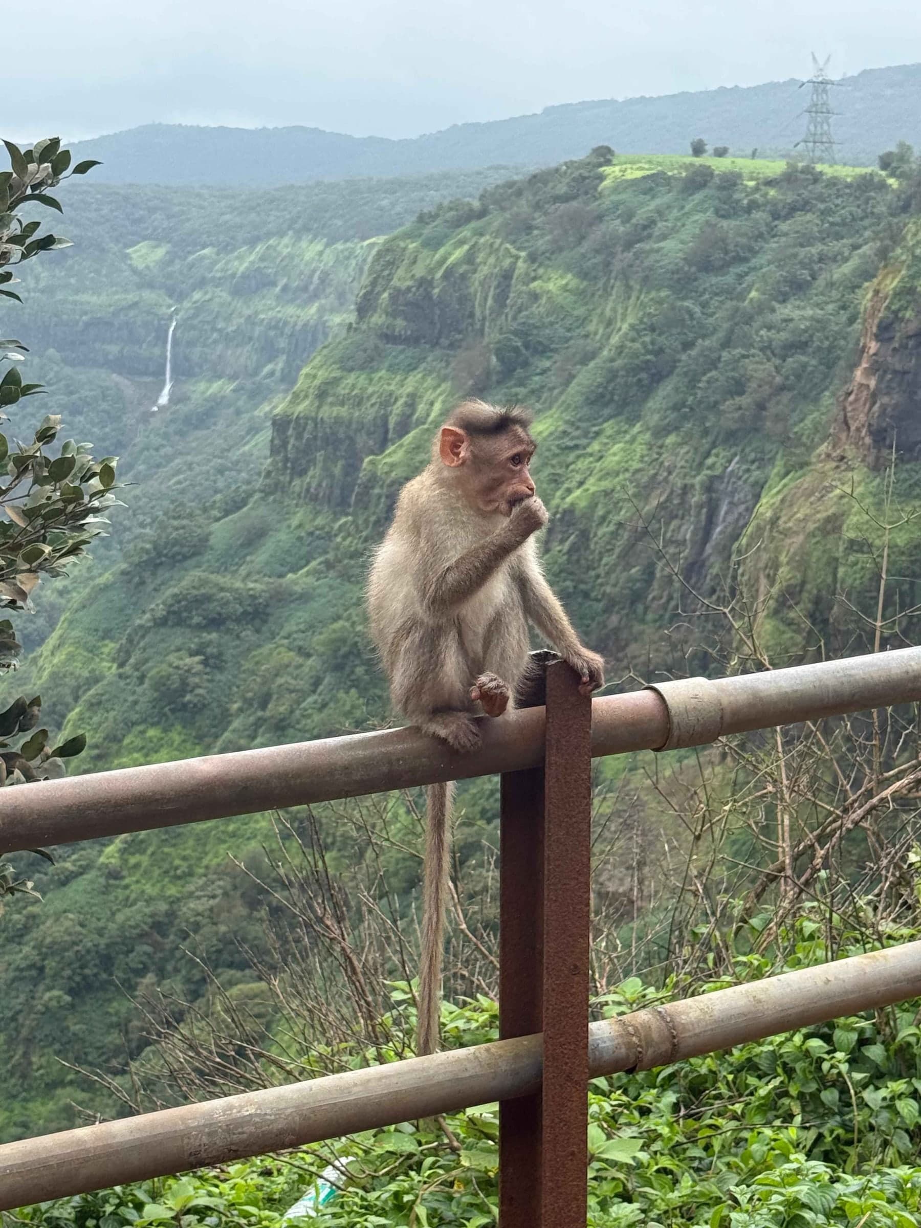 A monkey sitting on a railing above a green valley
