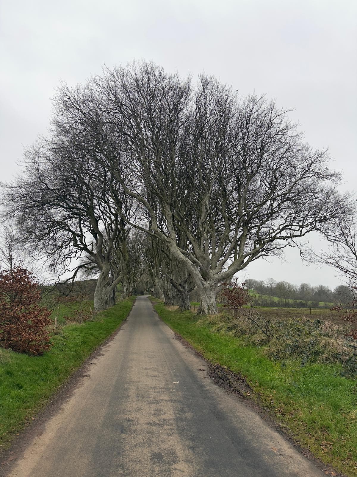 The Dark Hedges: a road beneath arching beech trees